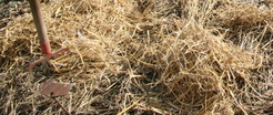 Paillage et plantation Paillage et plantation