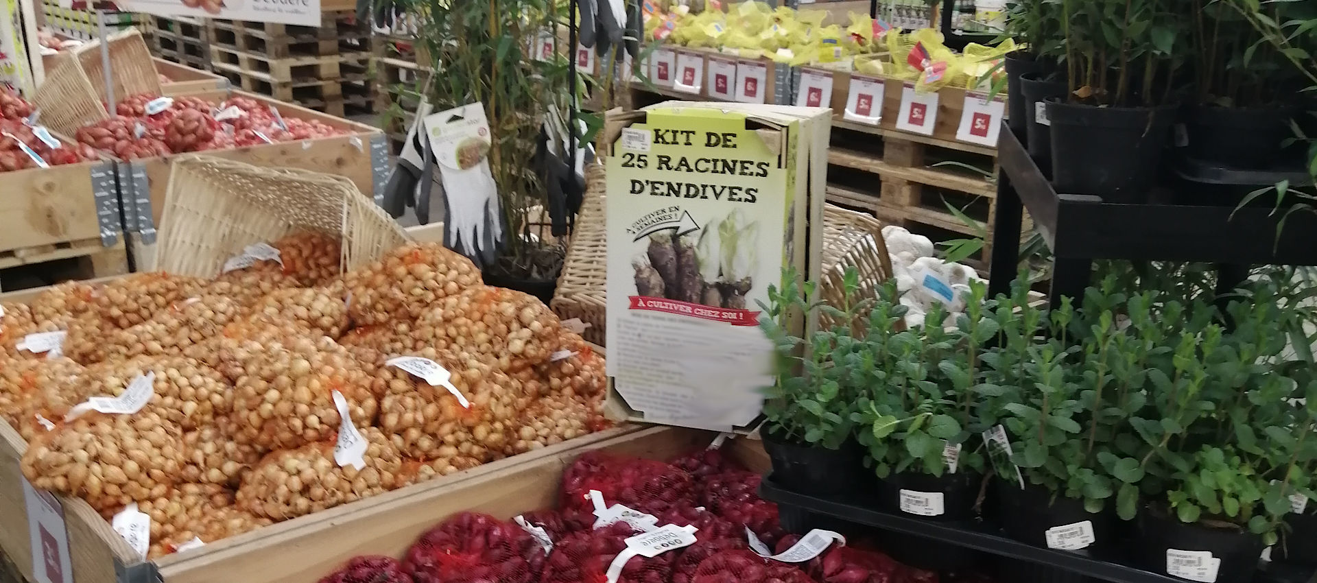 Des plants de qualité pour récolter le meilleur